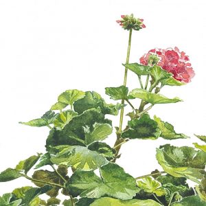 Geranium - Square Blank Card