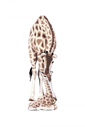 Giraffes - Studio Print
