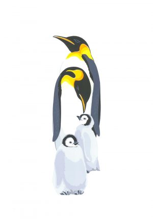Penguins - Studio Print