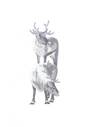 Reindeer - Studio Print