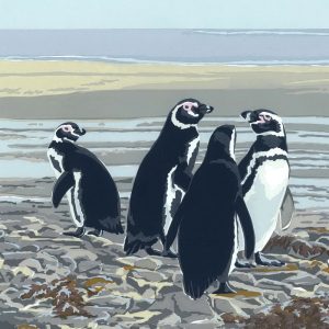 Magellanic Penguins - Square Blank Single Card