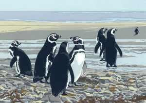 Magellanic Penguins - A5 Blank Single Card