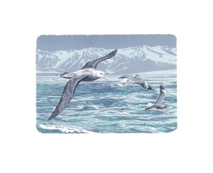 Albatross & Gulls - A2 Studio Print