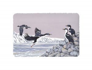 Blue-eyed Cormorant - A2 Studio Print