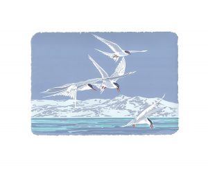 Atlantic Terns - A2 Studio Print
