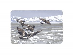 Storm Petrels - A2 Studio Print