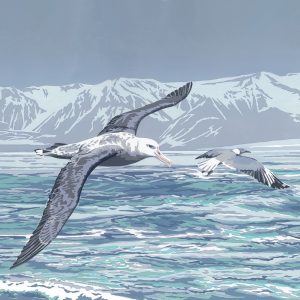 Wandering Albatross & Grey-headed Gulls - Square Blank Card - 150mm