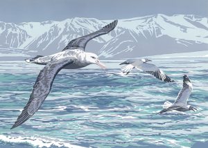 Wandering Albatross & Grey-headed Gulls - A5 Blank Card - 150mm
