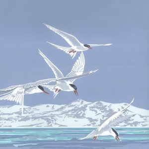 Fishing Patrol - Antarctic Terns - Square Blank Card - 150mm
