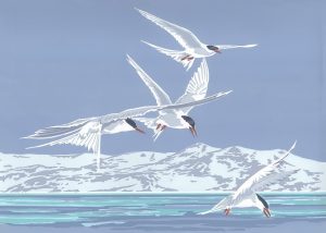 Antarctic Terns - A5 Landscape Blank Card