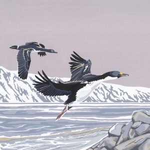 Flying In - Blue-eyed Cormorants - Square Blank Card - 150mm