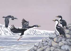 Blue-eyed Cormorants - A5 Landscape Blank Card