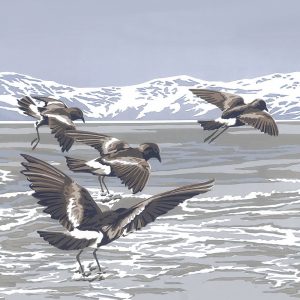 Skimming the Waves - Wilson's Storm Petrels - Square Blank Card - 150mm