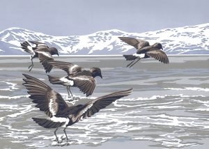 Wilson's Storm Petrels - A5 Landscape Blank Card