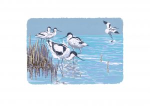 Avocets - Landscape A3 Studio Print