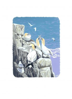 Gannets & Gulls - Portrait A3 Studio Print