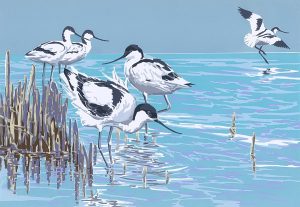 Avocets Blank Card A5