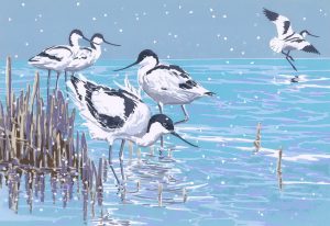 Winter Avocets - A5 Christmas Card