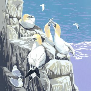 Gannets on High - Single 150mm Square Blank Card