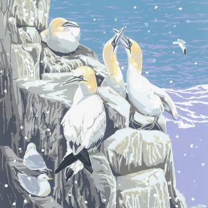 Snowy Gannets - 125mm Square Christmas Card Pack