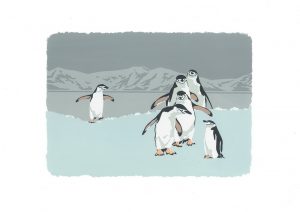 SP46 Chinstrap Penguins - A3 Studio Print