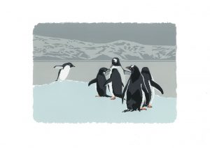 SP48 Gentoo Penguins A3 Studio Print