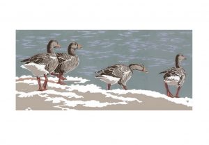SP50 Greylag Geese at Slimbridge - A2 Studio Print