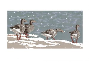 SP51 Snowy Greylag Geese - A2 Studio Print