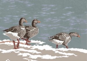 SR19L - Supper in Sight - Greylag Geese
