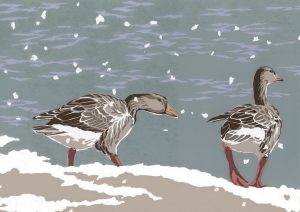 SR19LX - Snowy Greylags