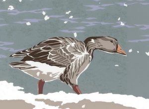 SR19XS Count me In - Greylag Landscape Christmas Cards