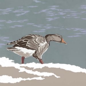 SR19b - Intruder Alert - Greylag Geese Square Blank Card