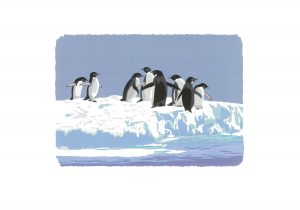 WW Adelie Penguins Studio Print A2