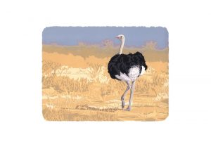 WW Ostrich Parade Studio Print A2