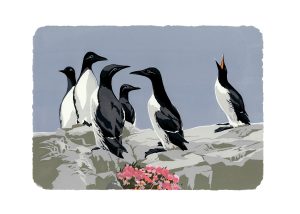 SR Guillemots and Thrift Studio Print A2