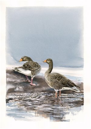 SR Greylag Alert A3 Fine Print