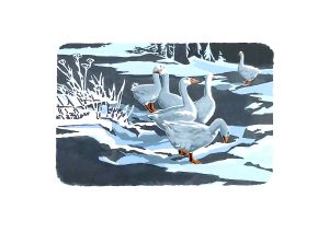 SR Snow Geese Studio Print A2